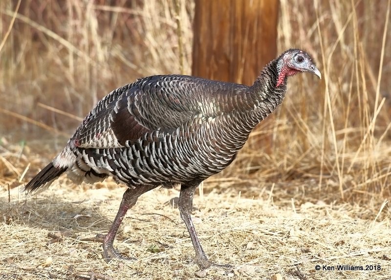 Wild Turkey hen - Goulds subspecies, Madera Canyon, AZ, 2-10-18, Jta_61028.jpg