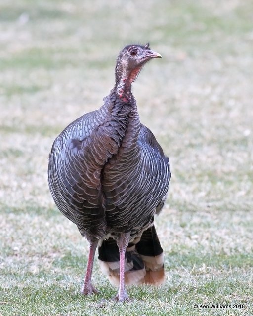 Wild Turkey  hen - Merriam's subspecies, Zion NP, UT, 2-2-18, Jta_56989.jpg