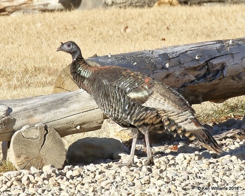 Wild Turkey  hen - Merriam's subspecies, Zion NP, UT, 2-4-18, Jta_57524.jpg