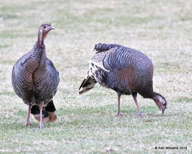 Wild Turkey  hens - Merriam's subspecies, Zion NP, UT, 2-1-18, Jta_56991.jpg