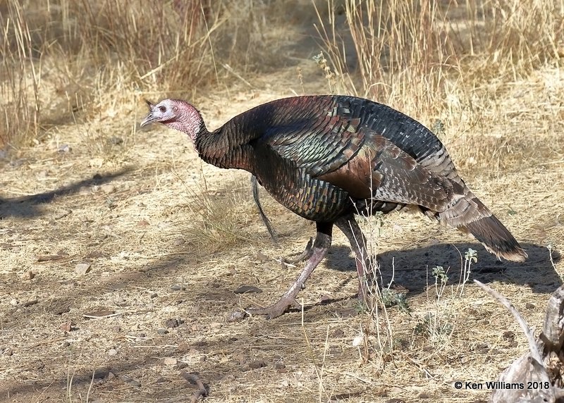 Wild Turkey tom - Goulds subspecies, Madera Canyon, AZ, 2-10-18, Jta_61517.jpg