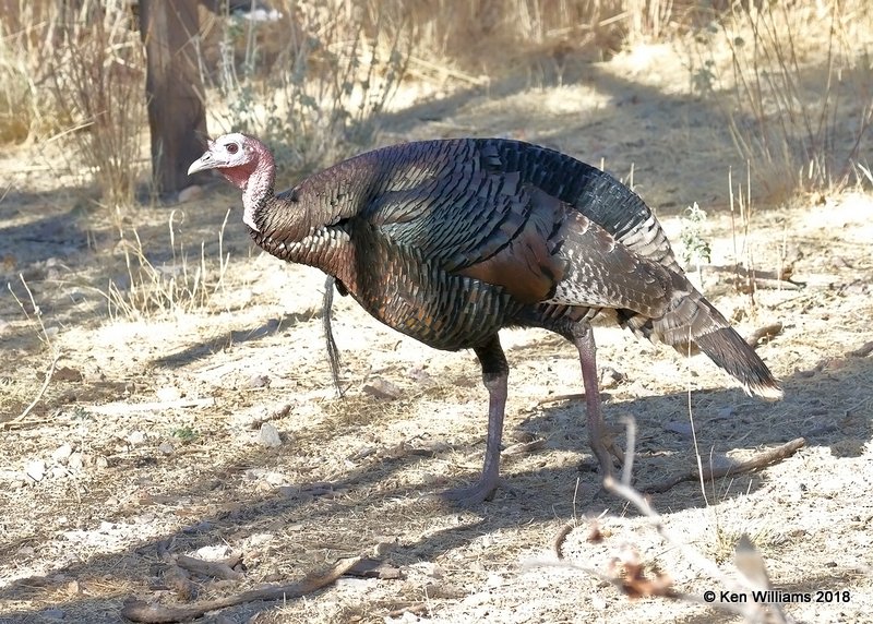 Wild Turkey tom - Goulds subspecies, Madera Canyon, AZ, 2-10-18, Jta_61526.jpg