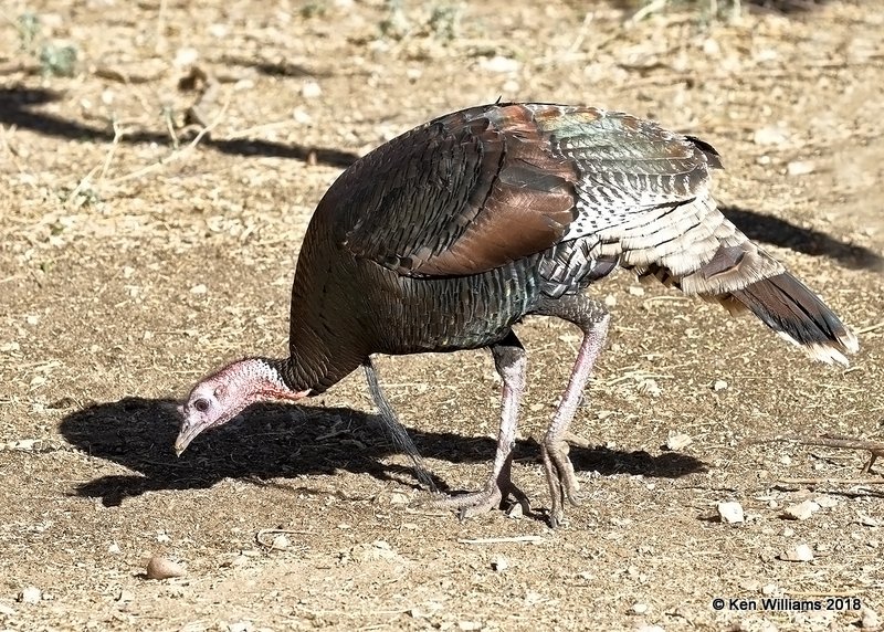 Wild Turkey tom - Goulds subspecies, Madera Canyon, AZ, 2-11-18, Jta_63428.jpg