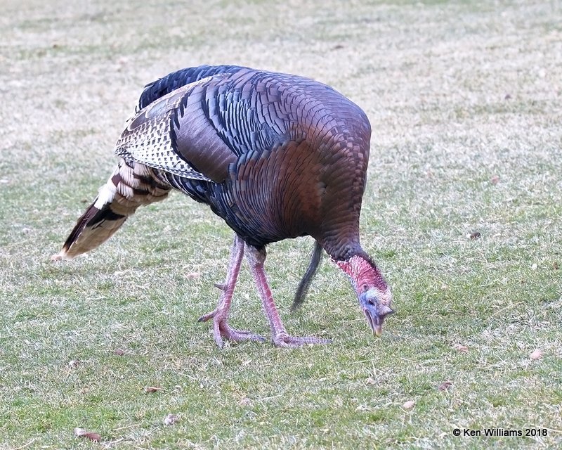 Wild Turkey  tom - Merriam's subspecies, Zion NP, UT, 2-2-18, Jta_56934.jpg