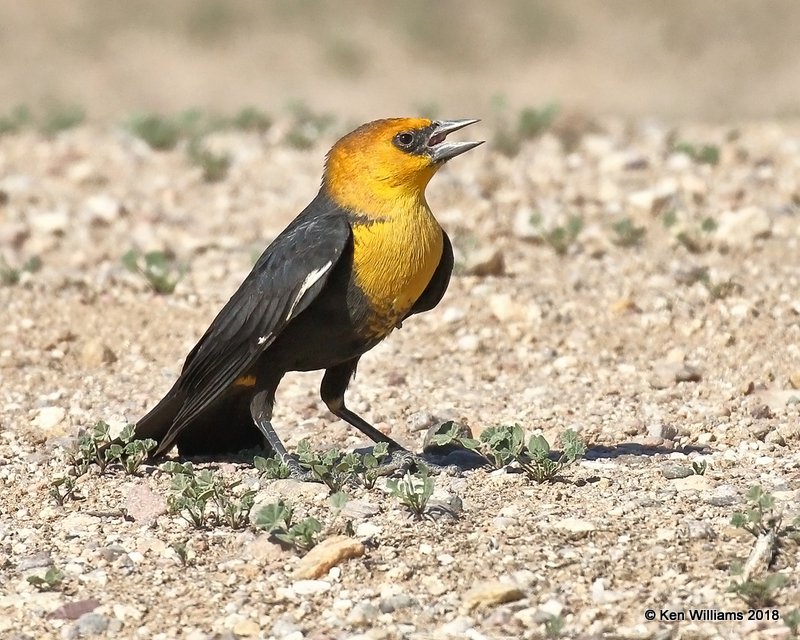Yellow-headed Blackbird male, Picacho, AZ, 2-7-18, Jta_60125.jpg