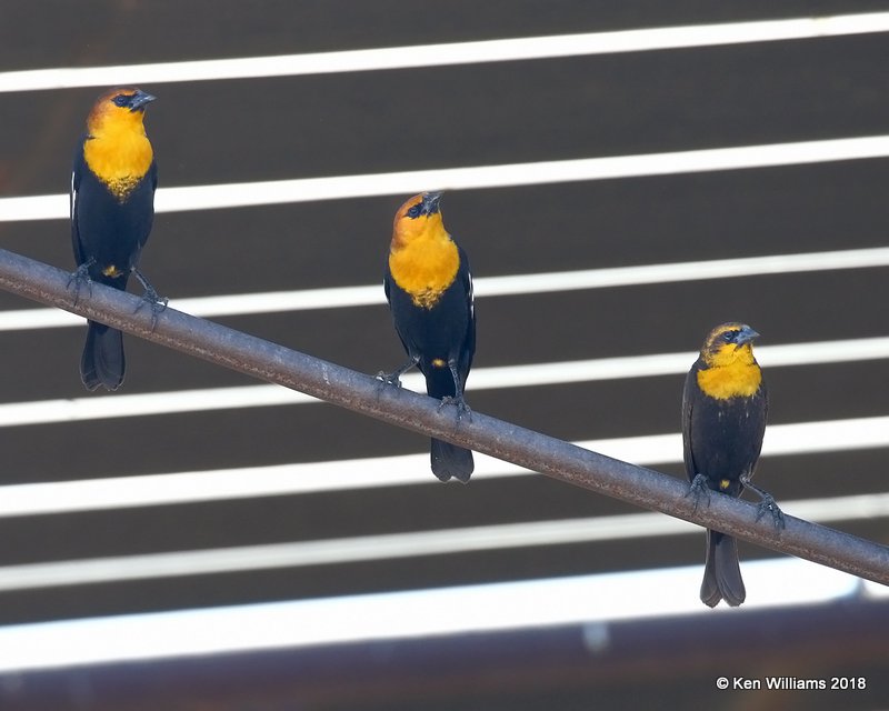 Yellow-headed Blackbirds, Picacho, AZ, 2-7-18, Jta_60120.jpg