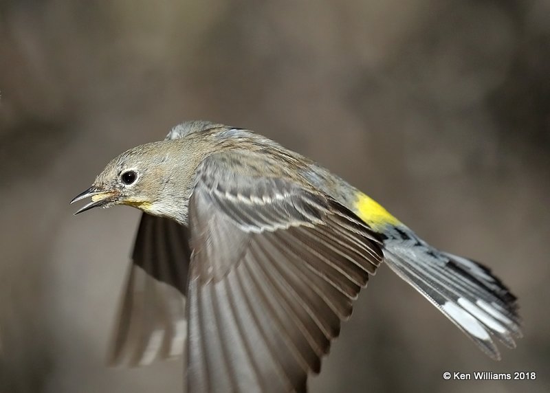 Yellow-rumped Warbler - Audubon's, Ash Canyon B&B, AZ, 2-12-18, Jta_64012.jpg