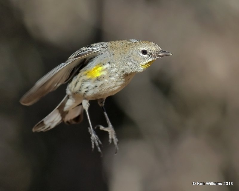 Yellow-rumped Warbler - Audubon's, Ash Canyon B&B, AZ, 2-12-18, Jta_64014.jpg