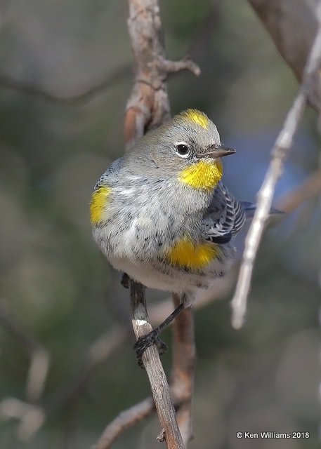 Yellow-rumped Warbler - Audubon's, Ash Canyon B&B, AZ, 2-12-18, Jta_64086.jpg