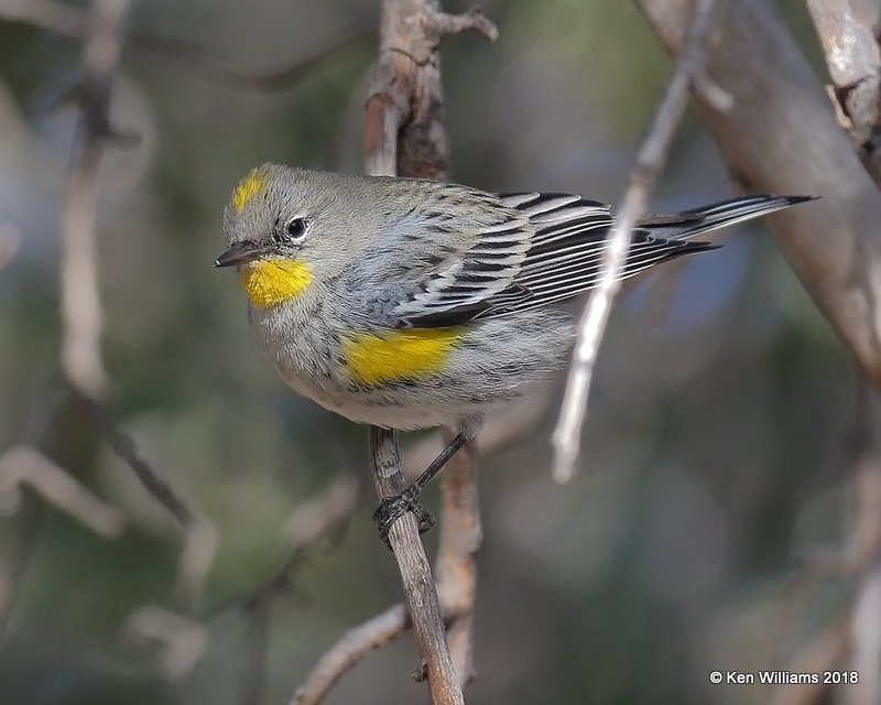 Yellow-rumped Warbler - Audubon's, Ash Canyon B&B, AZ, 2-12-18, Jta_64089.jpg