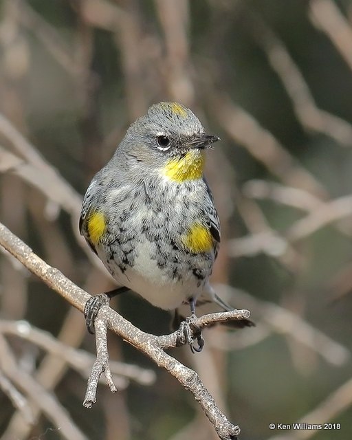 Yellow-rumped Warbler - Audubon's, Ash Canyon B&B, AZ, 2-12-18, Jta_64120.jpg