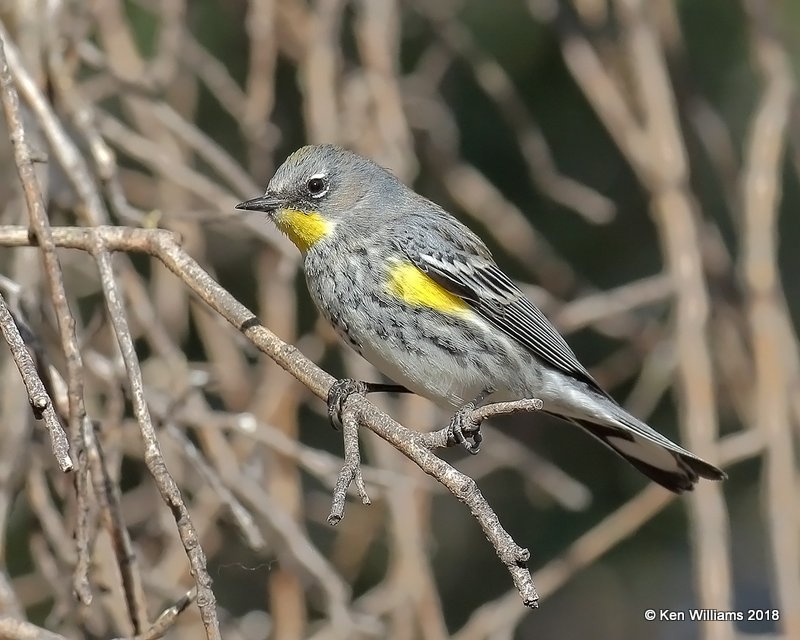 Yellow-rumped Warbler - Audubon's, Ash Canyon B&B, AZ, 2-12-18, Jta_64122.jpg