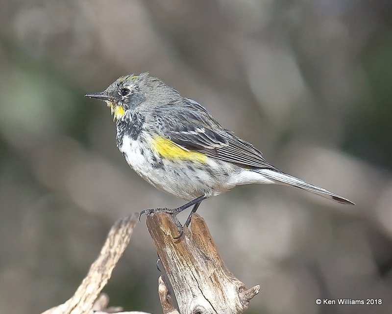 Yellow-rumped Warbler - Audubon's, Ash Canyon B&B, AZ, 2-12-18, Jta_64132.jpg