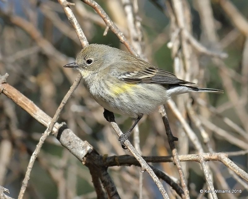 Yellow-rumped Warbler - Audubon's, Ash Canyon B&B, AZ, 2-12-18, Jta_64155.jpg