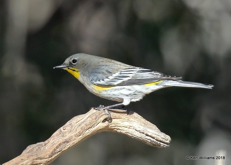 Yellow-rumped Warbler - Audubon's, Ash Canyon B&B, AZ, 2-12-18, Jta_64160.jpg