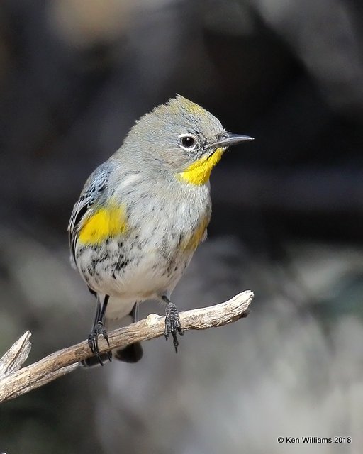 Yellow-rumped Warbler - Audubon's, Ash Canyon B&B, AZ, 2-12-18, Jta_64176.jpg