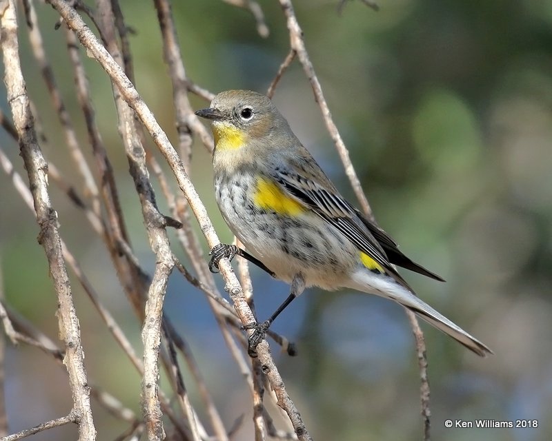 Yellow-rumped Warbler - Audubon's, Ash Canyon B&B, AZ, 2-12-18, Jta_64187.jpg