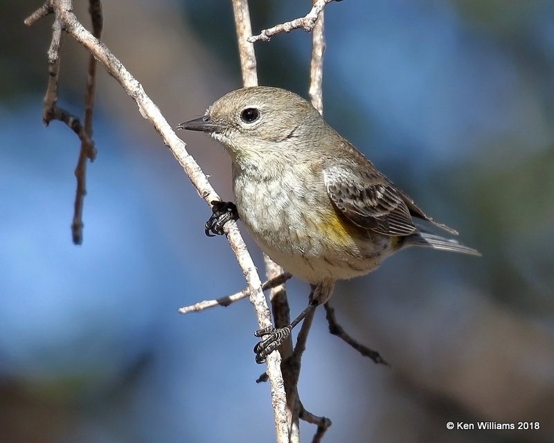 Yellow-rumped Warbler - Audubon's, Ash Canyon B&B, AZ, 2-12-18, Jta_64189.jpg