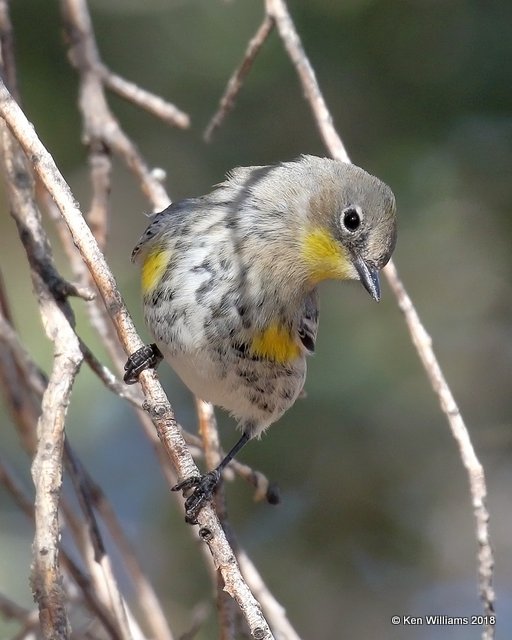 Yellow-rumped Warbler - Audubon's, Ash Canyon B&B, AZ, 2-12-18, Jta_64194.jpg