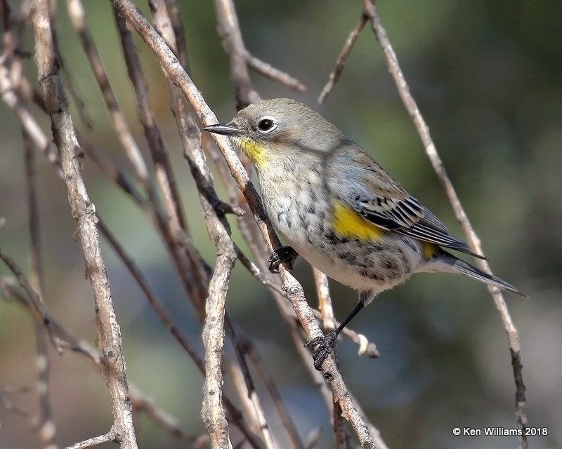 Yellow-rumped Warbler - Audubon's, Ash Canyon B&B, AZ, 2-12-18, Jta_64196.jpg
