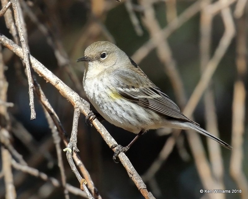 Yellow-rumped Warbler - Audubon's, Ash Canyon B&B, AZ, 2-12-18, Jta_64299.jpg
