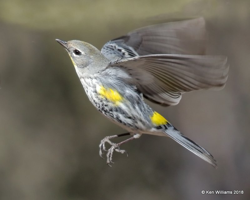 Yellow-rumped Warbler - Audubon's, Ash Canyon B&B, AZ, 2-12-18, Jta_64405.jpg