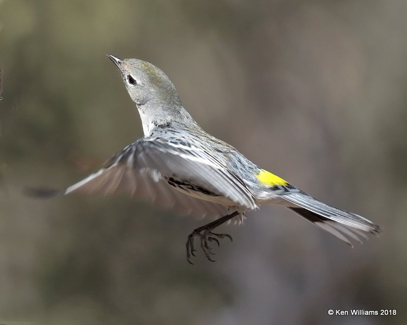 Yellow-rumped Warbler - Audubon's, Ash Canyon B&B, AZ, 2-12-18, Jta_64406.jpg