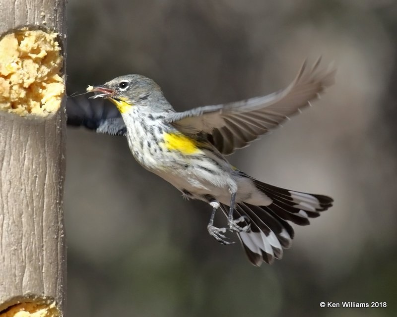 Yellow-rumped Warbler - Audubon's, Ash Canyon B&B, AZ, 2-12-18, Jta_64429.jpg