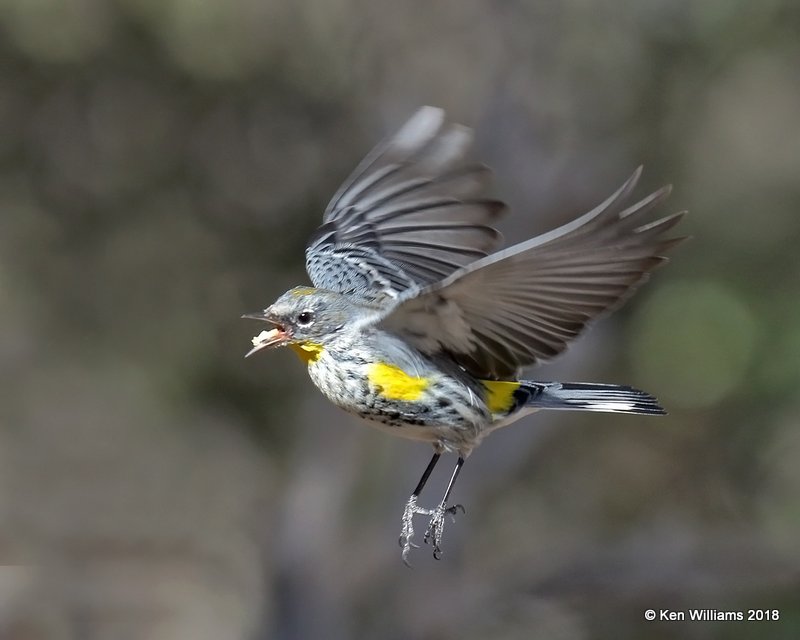 Yellow-rumped Warbler - Audubon's, Ash Canyon B&B, AZ, 2-12-18, Jta_64487.jpg