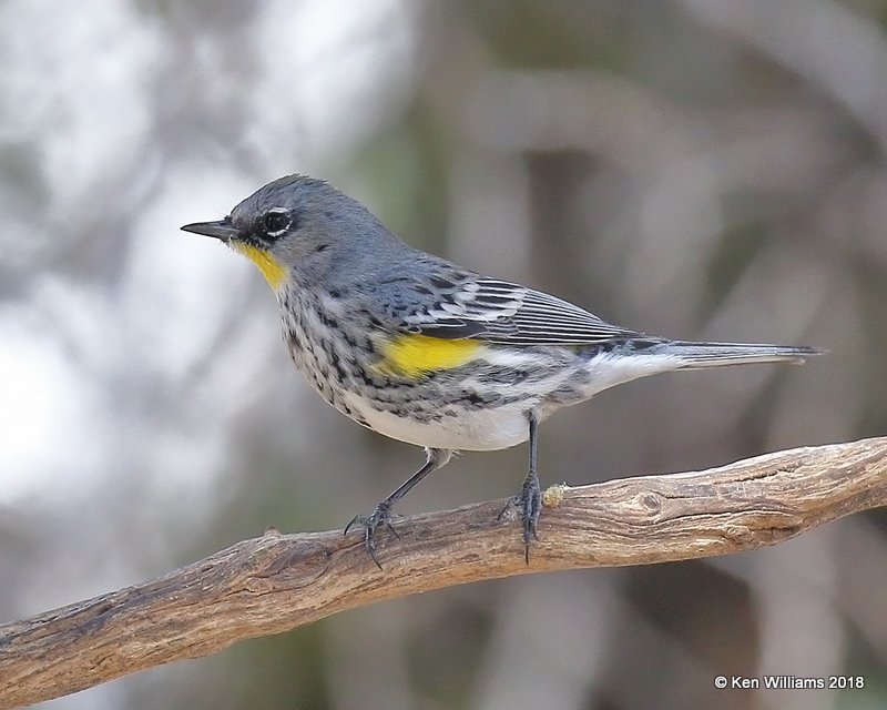 Yellow-rumped Warbler - Audubon's, Ash Canyon B&B, AZ, 2-12-18, Jta_64521.jpg
