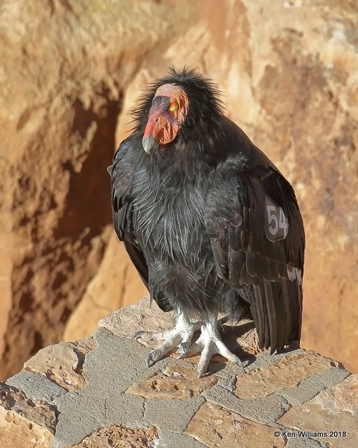 California Condors Feb 2018