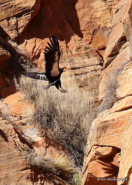 California Condor, Zion National Park, UT, 2-3-18, Jp_57364.JPG
