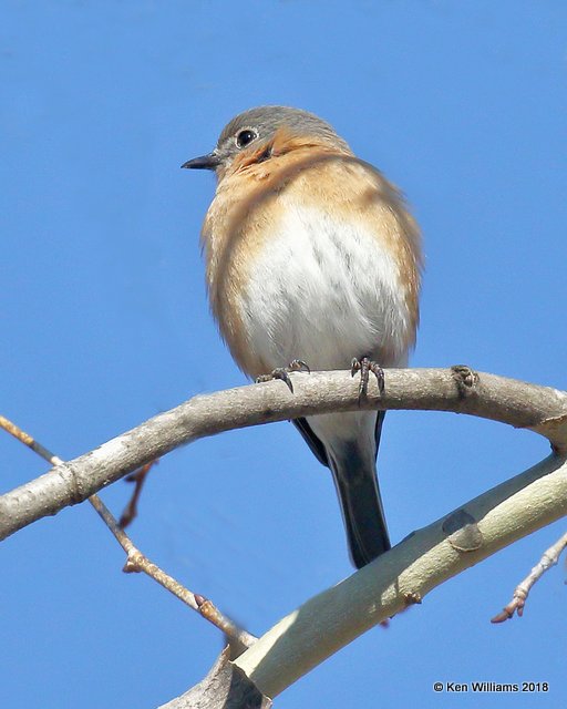 Eastern Bluebird female, Tulsa Co, OK, 2-26-18, Jta_20600.jpg