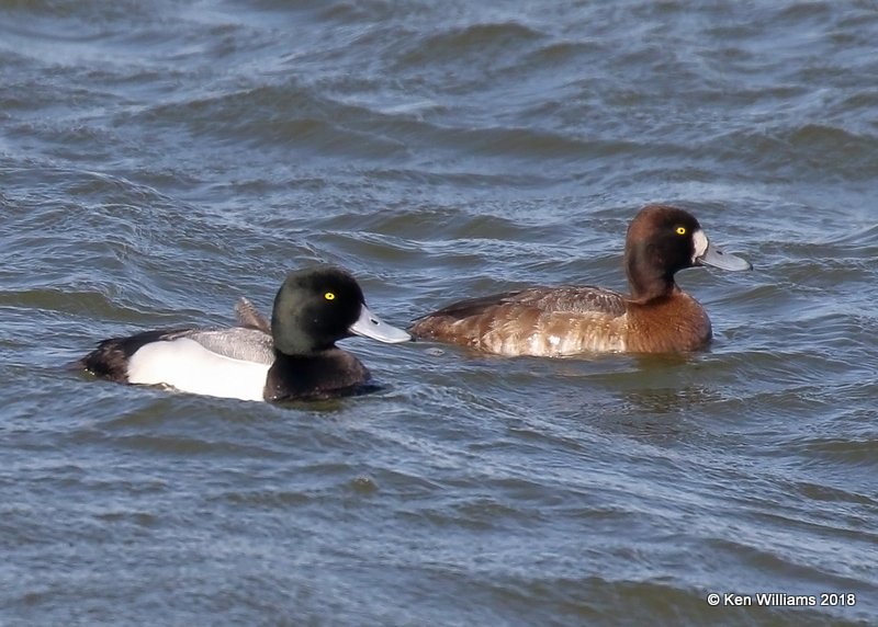 Greater Scaup male left & female, Lake Hefner, OK, 3-22-18, Jta_20849.jpg