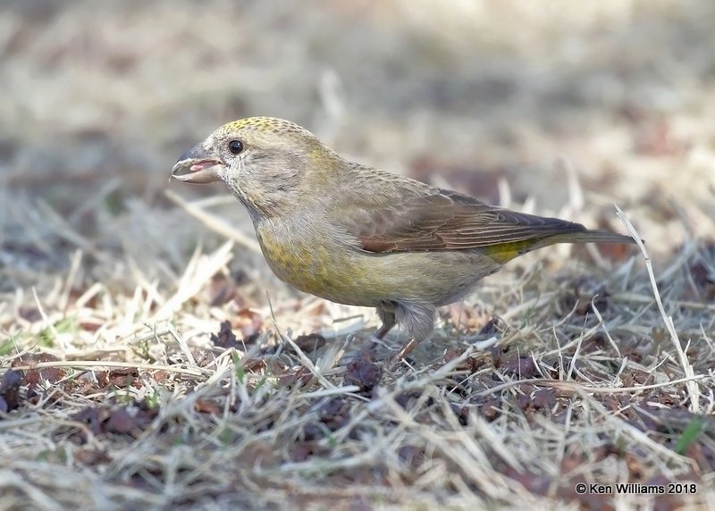 Red Crossbill female, Chitwood Park, Edmond, OK, 3-22-18, Jta_20945.jpg