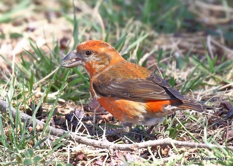 Red Crossbill male, Chitwood Park, Edmond, OK, 3-22-18, Jta_20910.jpg