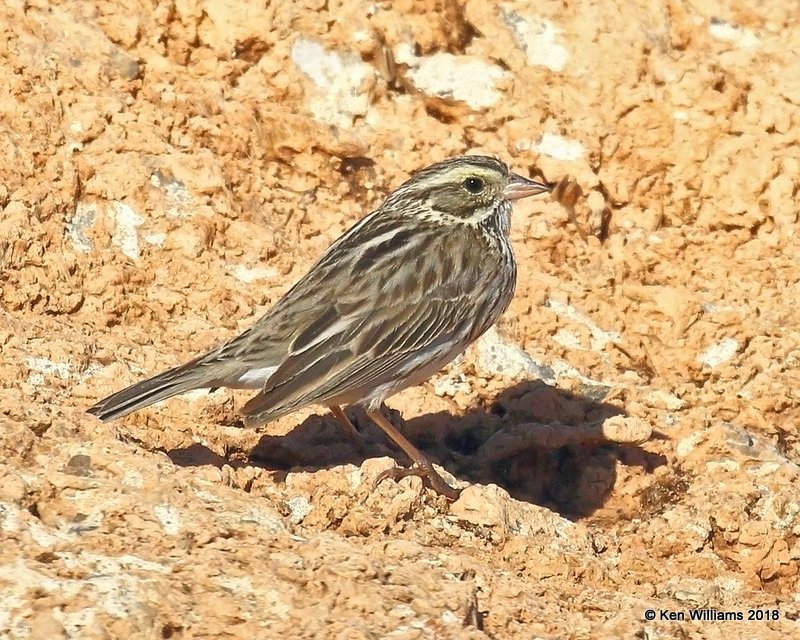 Savannah Sparrow, Lake Hefner, OK, 3-22-18, Jta_21276.jpg