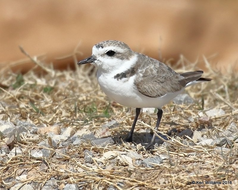 Snowy Plover, Lake Hefner, OK, 3-22-18, Jta_21159.jpg