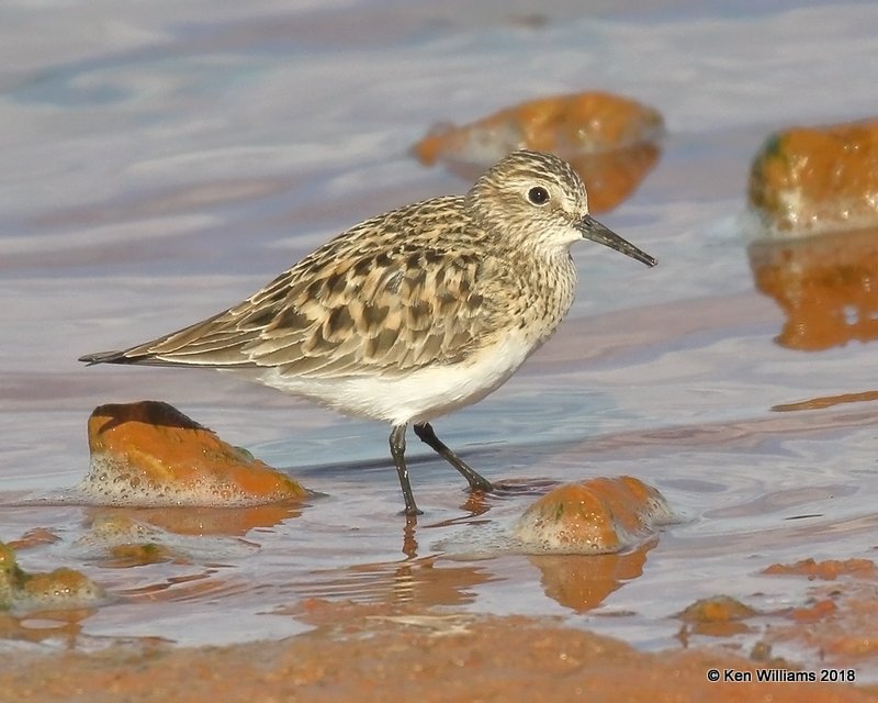 Baird's Sandpiper, Lake Hefner, Oklahoma City, OK, 4-9-18, Jta_21580.jpg