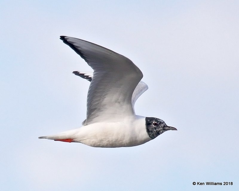 Bonaparte's Gull changing into breeding colors, Lake Hefner, Oklahoma City, OK, 4-9-18, Jta_21376.jpg