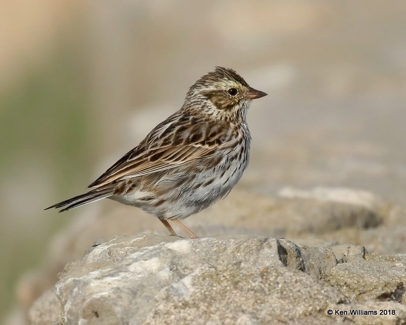 Savannah Sparrow, Lake Hefner, Oklahoma City, OK, 4-9-18, Jta_21473.jpg