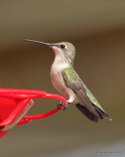 Black-chinned Hummingbird female, Carter Co, OK, 4-11-18, Jta_21749.jpg