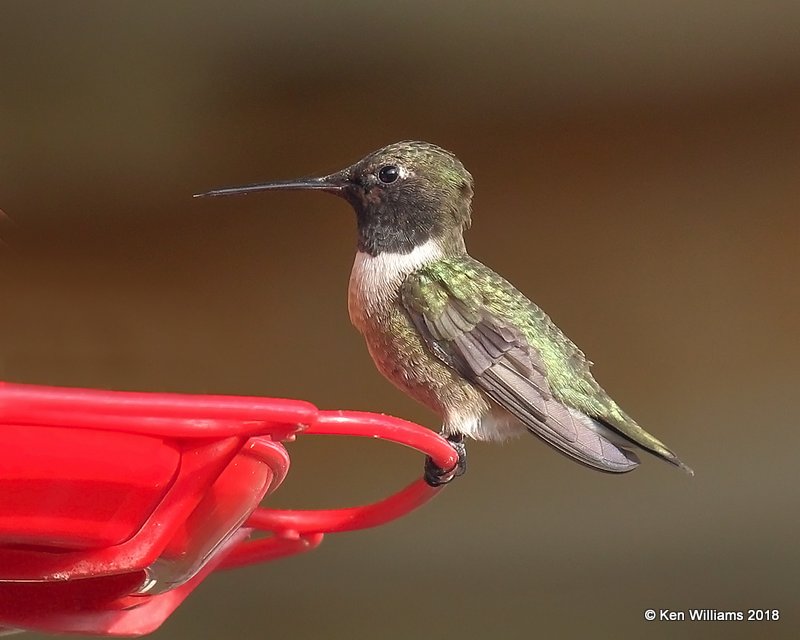 Black-chinned Hummingbird male, Carter Co, OK, 4-11-18, Jta_21676.jpg