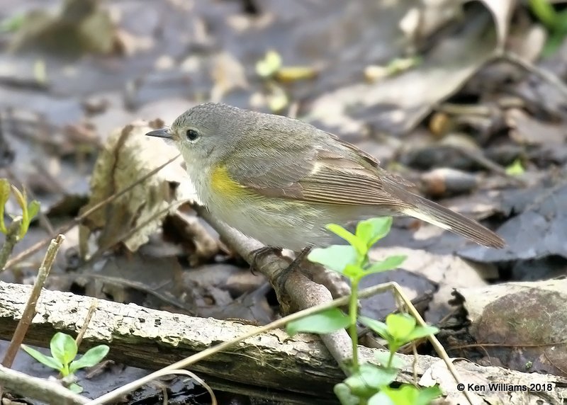 American Redstart female, Magee Marsh, OH, 5-13-18, Jza_78045.jpg