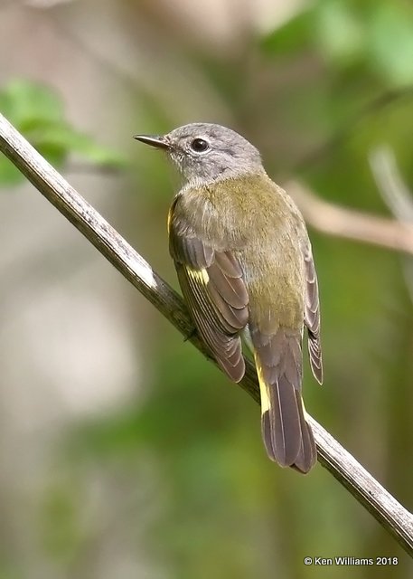 American Redstart female, Magee Marsh, OH, 5-15-18, Jza_79096.jpg
