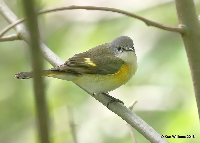 American Redstart female, Magee Marsh, OH, 5-16-18, Jza_79465.jpg
