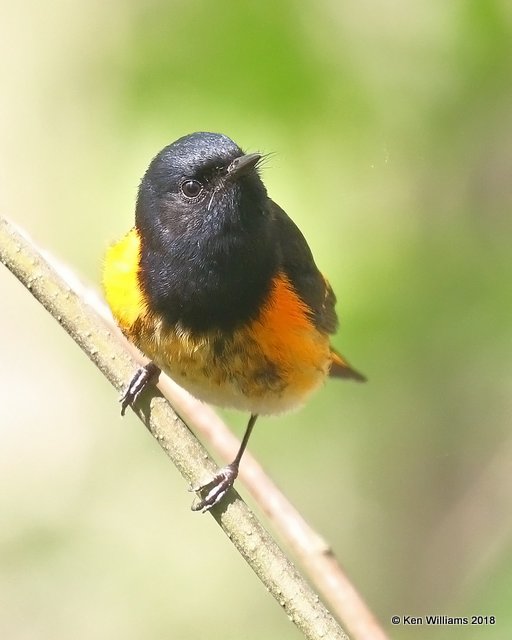 American Redstart male, Magee Marsh, OH, 5-16-18, Jza_79452.jpg