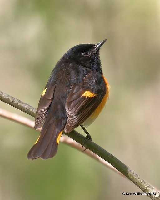 American Redstart male, Magee Marsh, OH, 5-16-18, Jza_79458.jpg