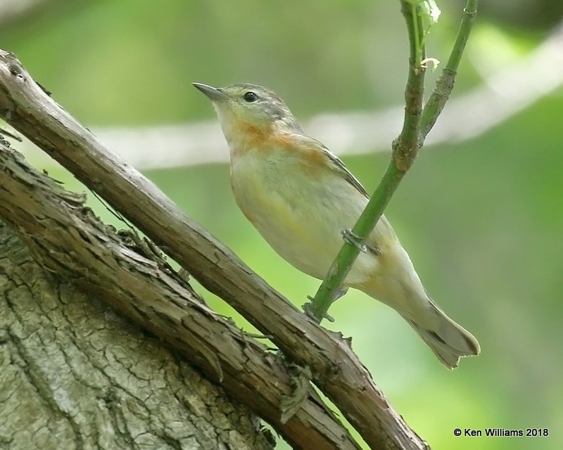 Bay-breasted Warbler female nonbreeding, Magee Marsh, OH, 5-16-18, Jza_79648.jpg
