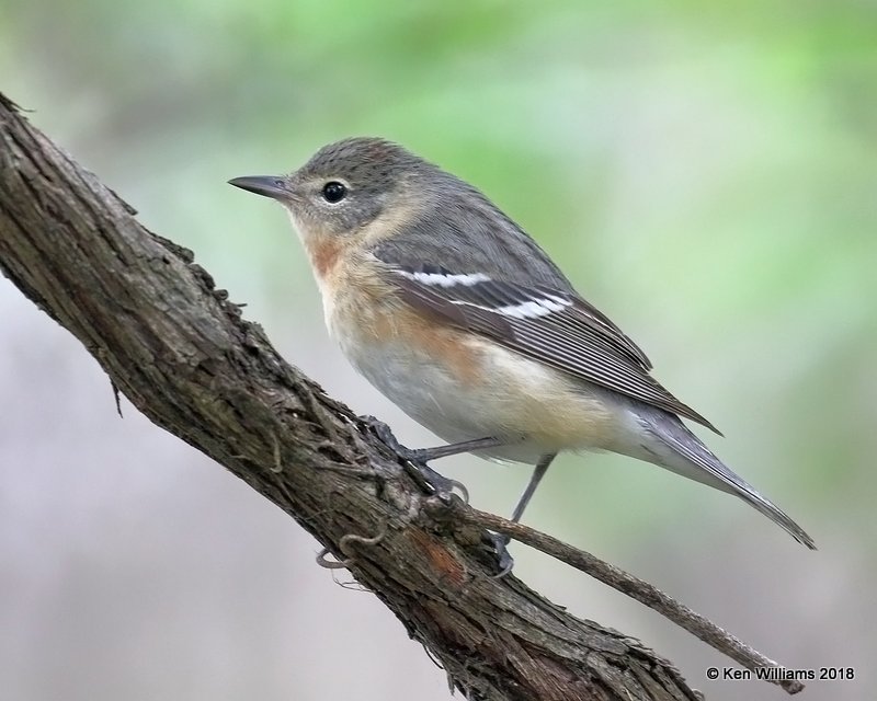 Bay-breasted Warbler female, Magee Marsh, OH, 5-15-18, Jza_79365.jpg